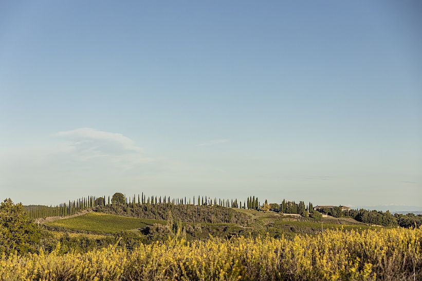 corte pavone montalcino tuscany